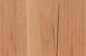 Coastal Blackbutt (180mm)