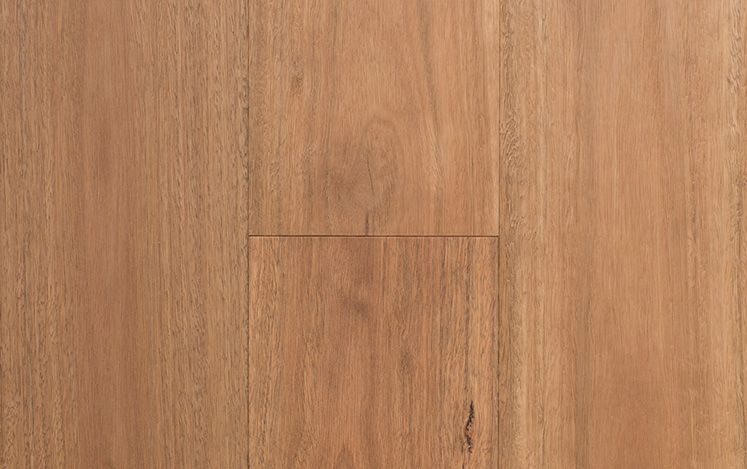 Spotted Gum